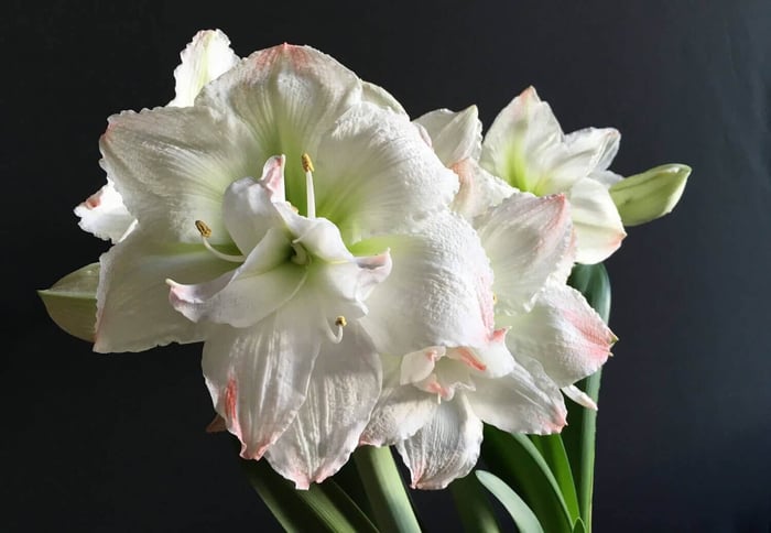 Discover the Beauty of Double Amaryllis - Longfield Gardens
