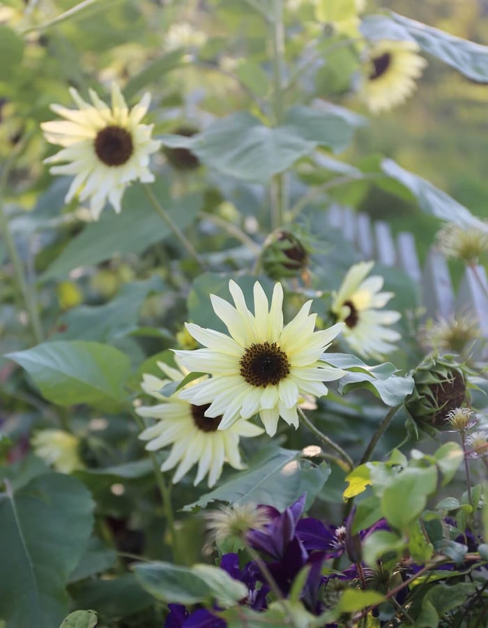 Cutting Garden Annuals to Grow from Seed - Longfield Gardens