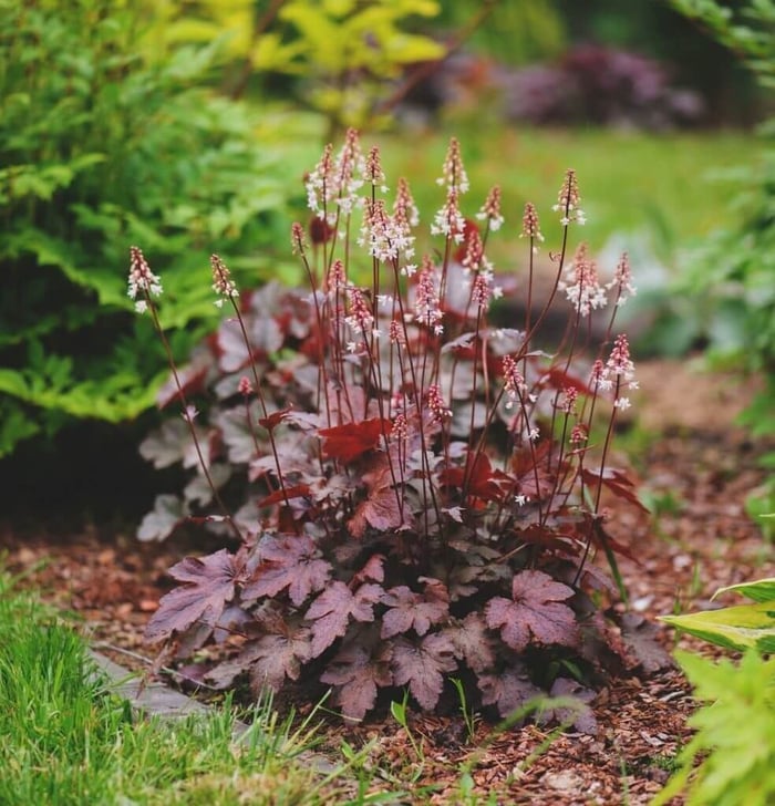 Colorful-Heucheras-for-Sun-or-Shade-Longfield Gardens