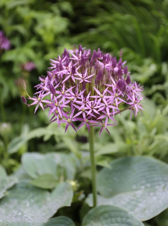 How-to-Combine-Alliums-With-Perennials-Longfield-Gardens
