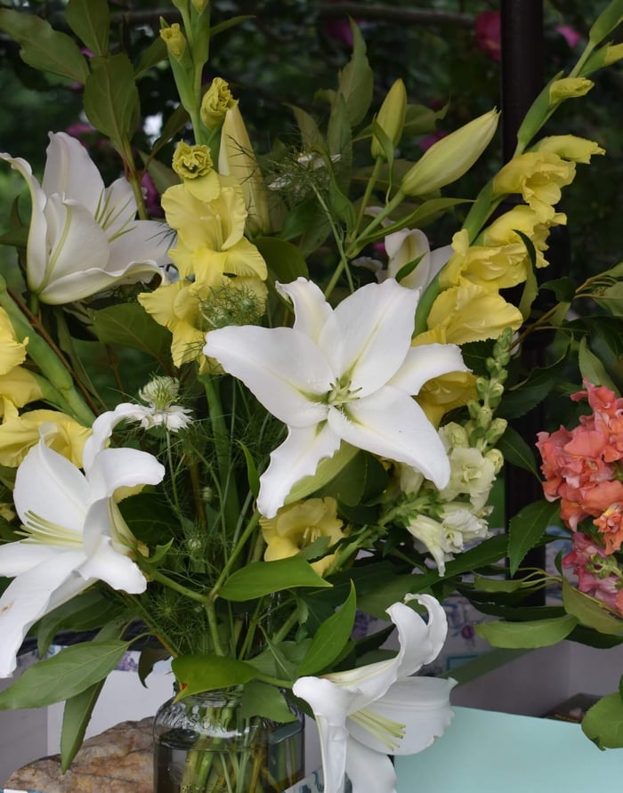 Gladiolus Get Their Groove Back - Longfield Gardens