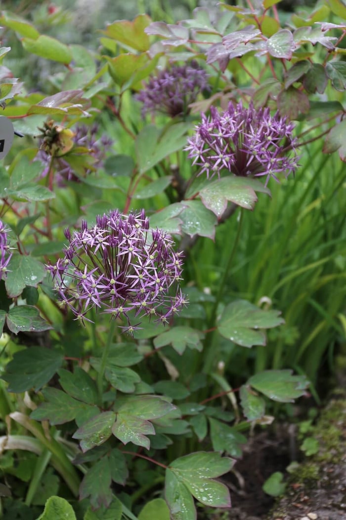 How-to-Combine-Alliums-With-Perennials-Longfield-Gardens