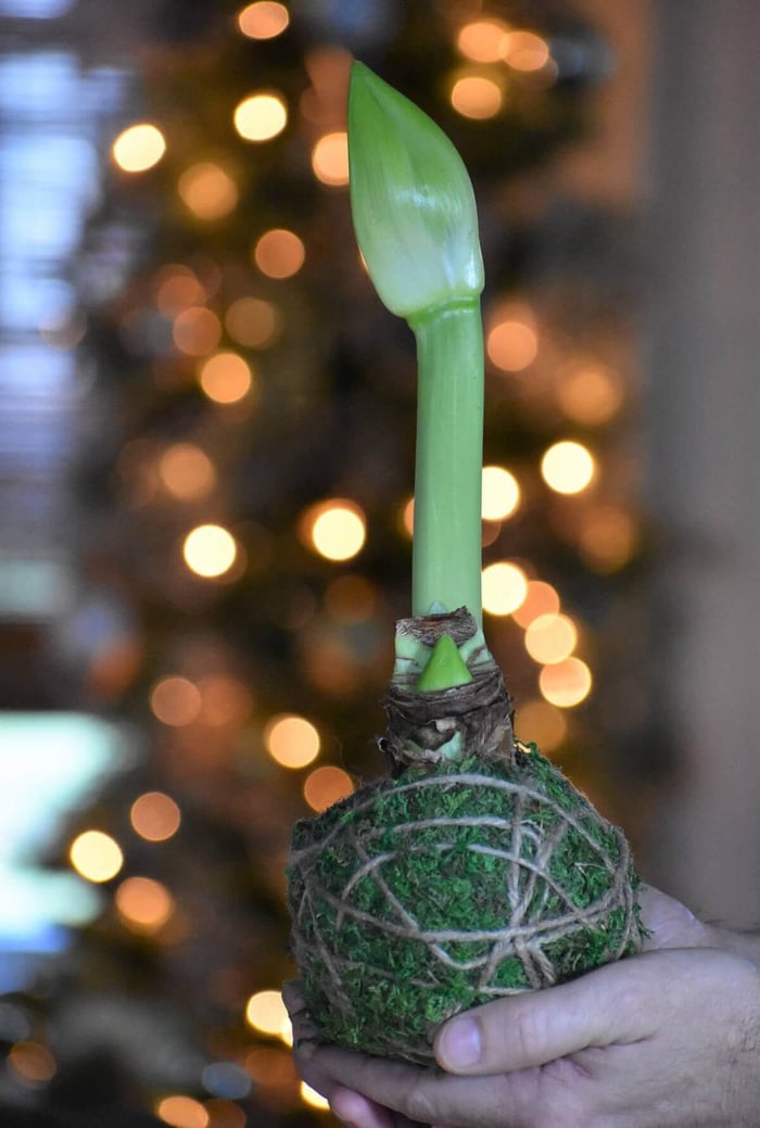 5 Creative Ways to Gift Amaryllis - Longfield Gardens