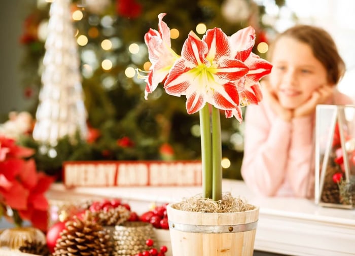 Amaryllis of a Different Color - Longfield Gardens