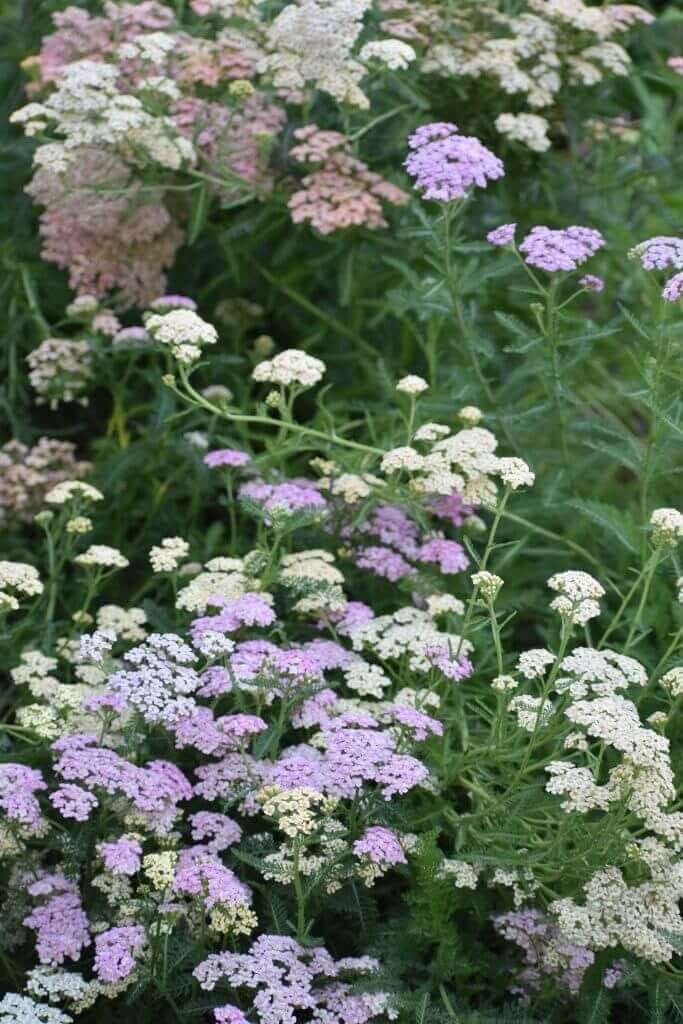 Best fillers for a cut flower garden Longfield Gardens