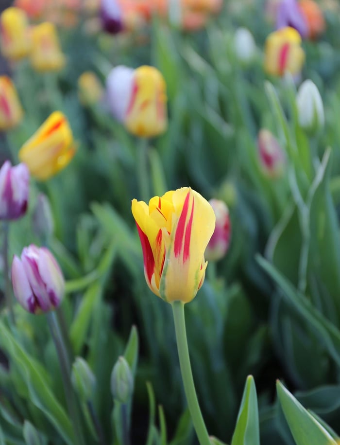 Discover the Beauty of Rembrandt Tulips - Longfield Gardens