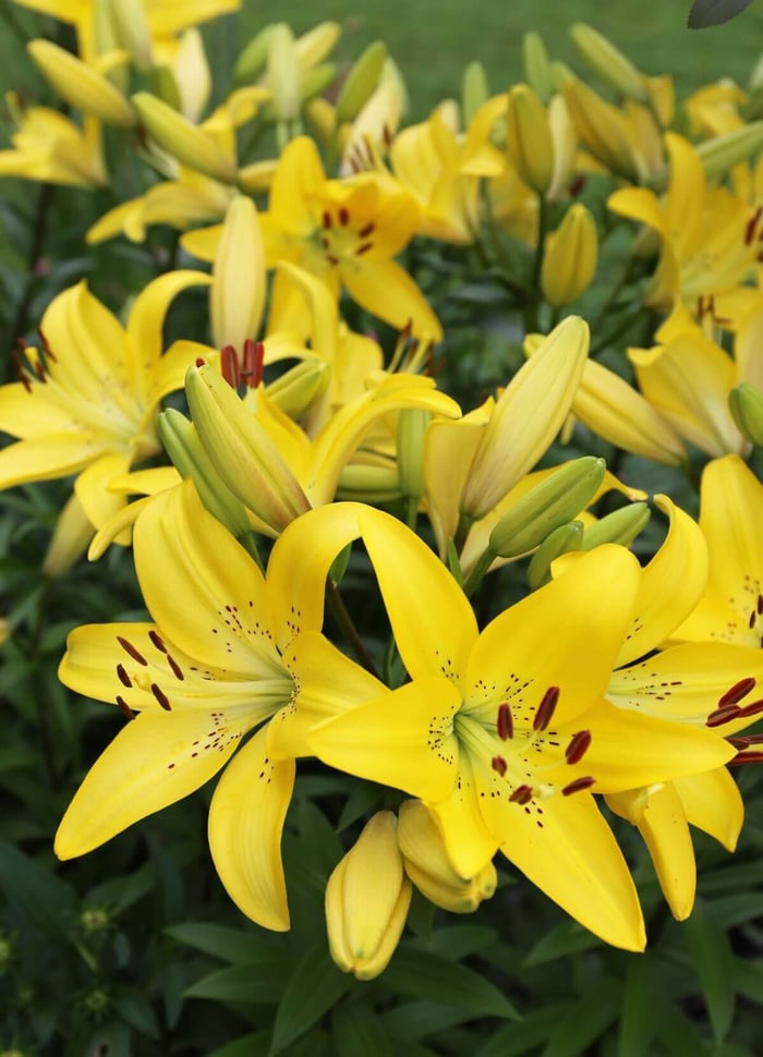 Top Lilies for Your Flower Garden - Longfield Gardens