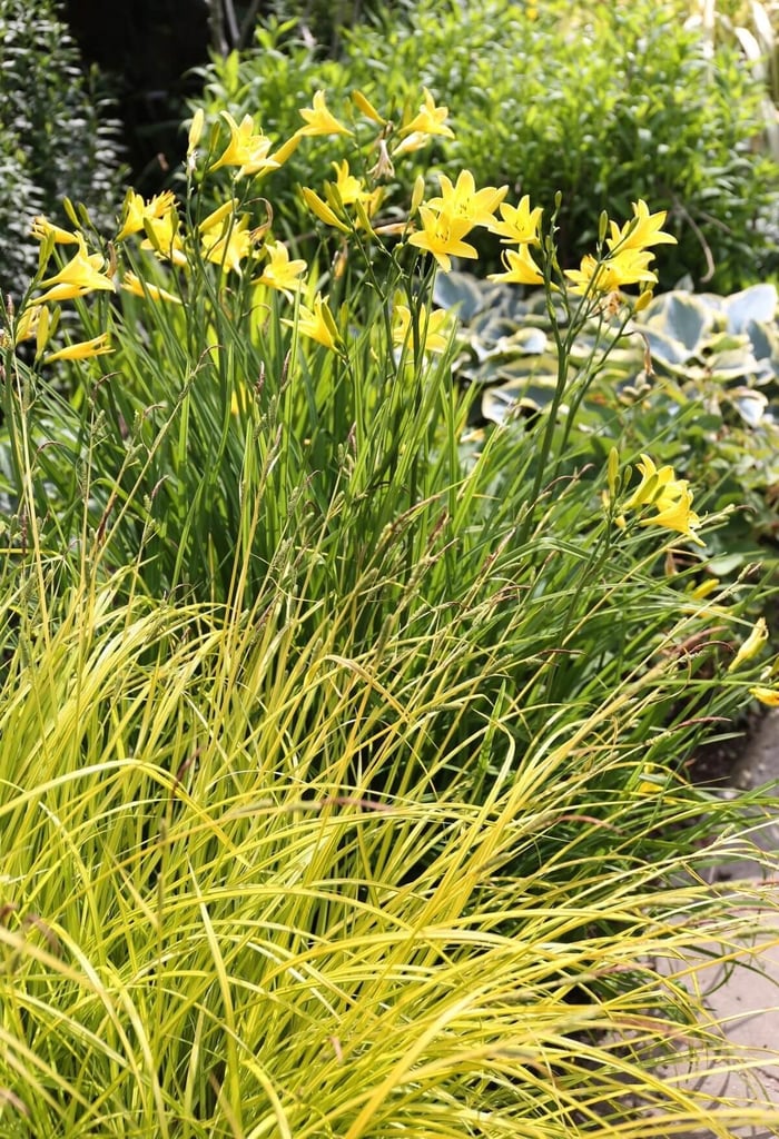 5 Tips for Growing Daylilies - Longfield Gardens