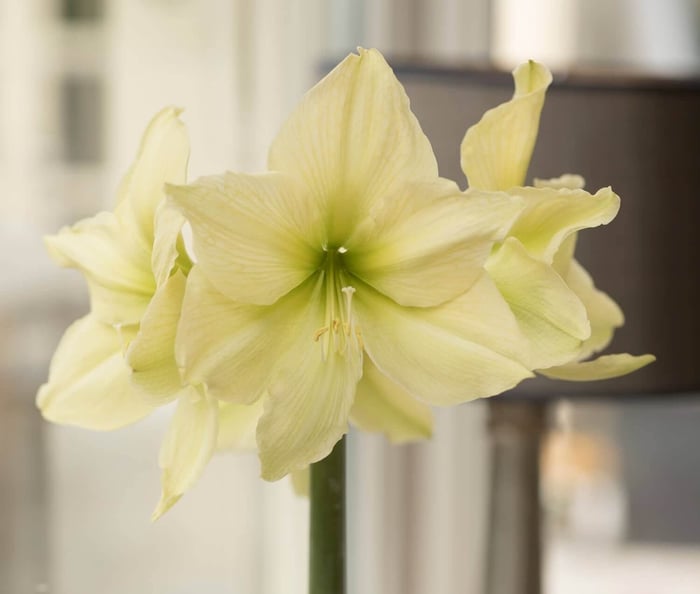 New Amaryllis for Mid-Winter Blooms - Longfield Gardens