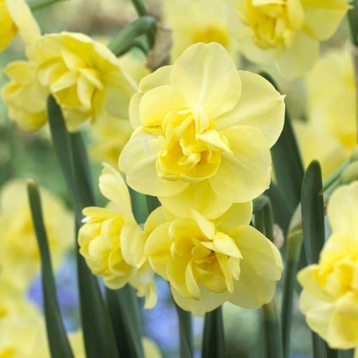 Tips for Using Daffodils as Cut Flowers - Longfield Gardens
