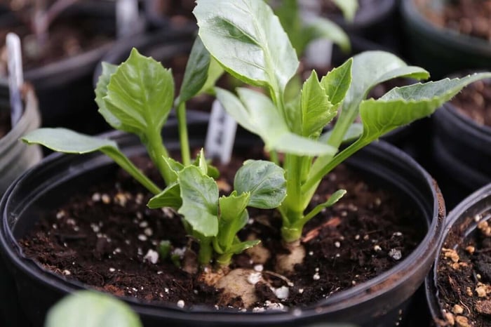 Starting Flowers from Seeds, Bulbs or Plants - Longfield Gardens