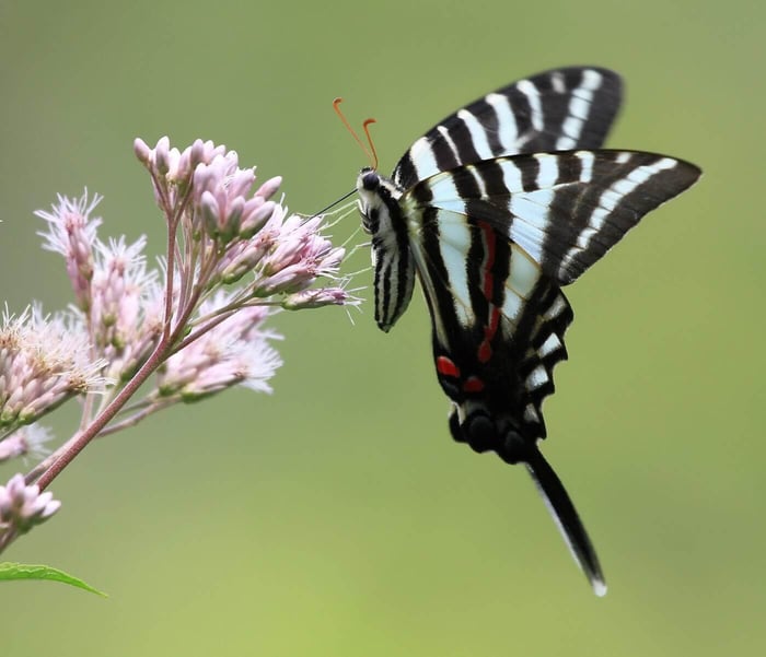 zebra swallowtail