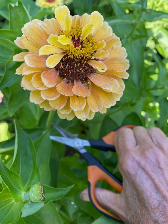 How to Design a Backyard Cutting Garden - Longfield Gardens