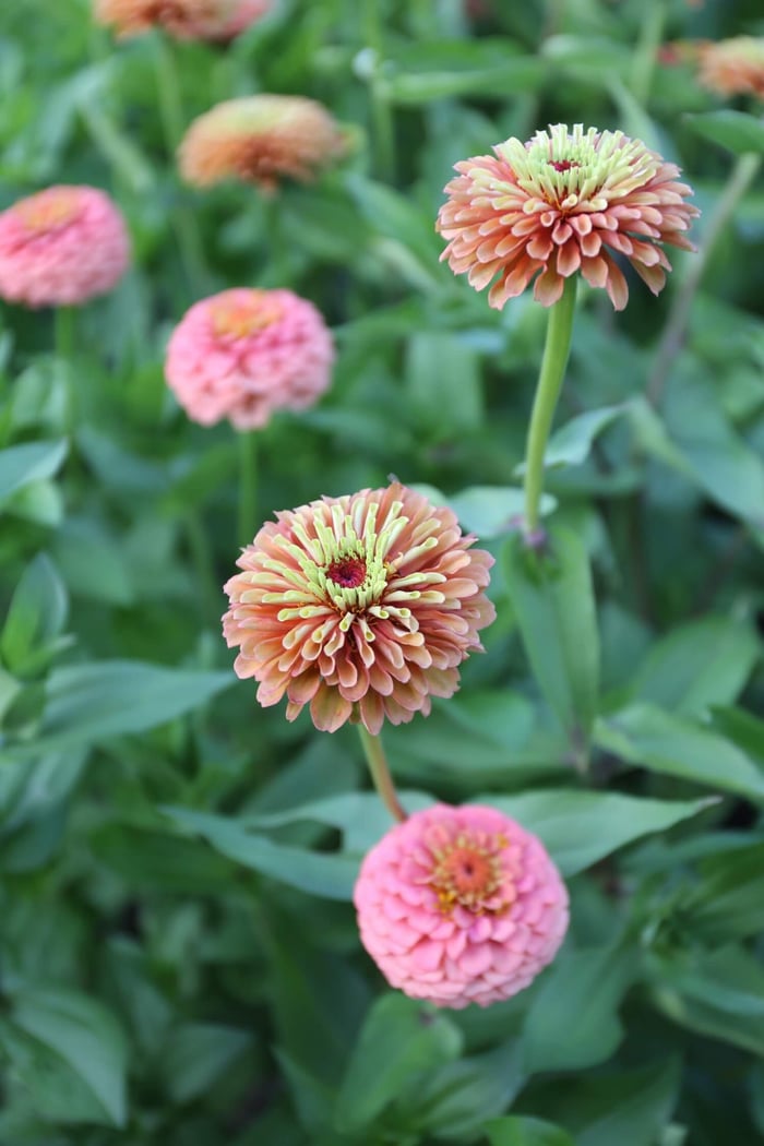 Tips for using peonies as cut flowers Longfield Gardens