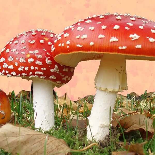 Amanita Muscaria Mushroom