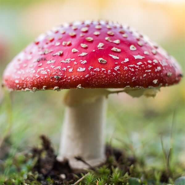 Amanita Muscaria Red Mushroom