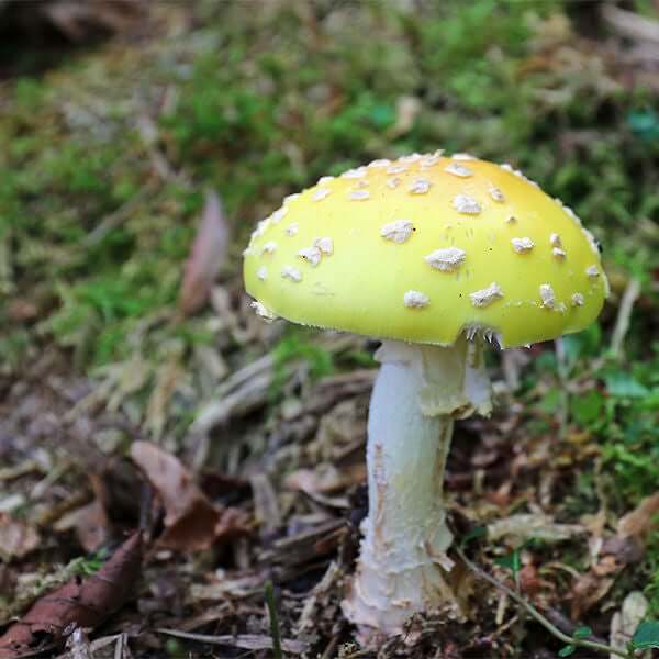 Amanita Mushroom American Yellow Fly Agaric