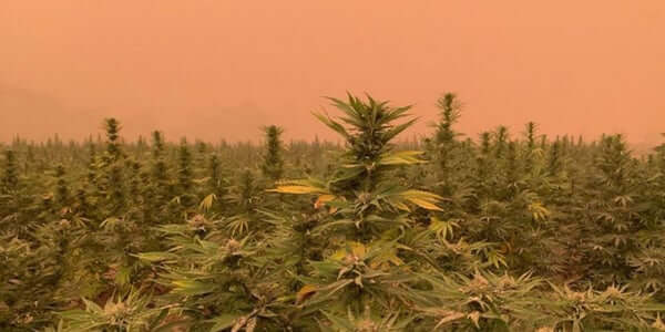 California Hemp Crop Wildfire