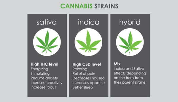 Cannabis Strains
