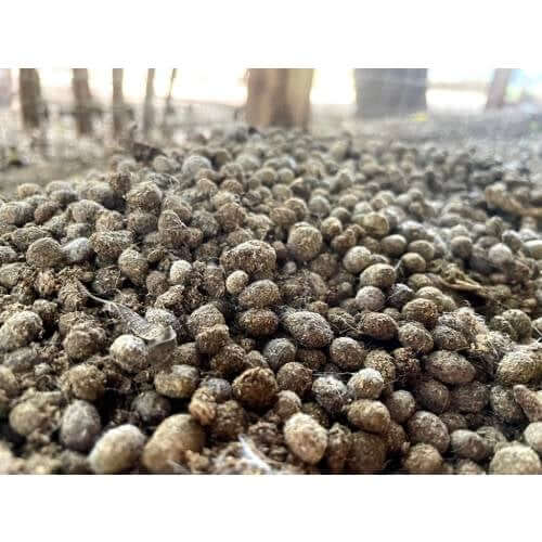 Manure-Based Substrate