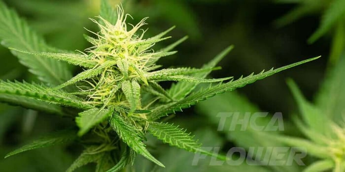 What Is THCA Flower?