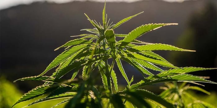 How Much THC Is In Delta 8?