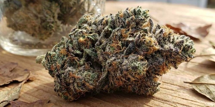 THCA Flower Potency Explained: Why % Isn’t Everything