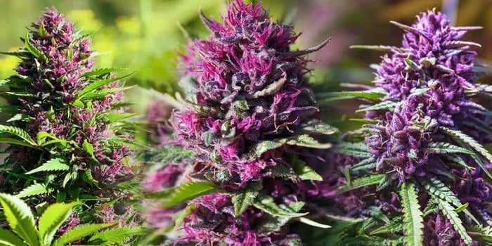 THCA Flower vs Delta-8: Which Feels Stronger and Why?