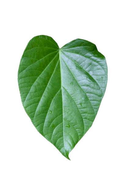 Kava Leaf