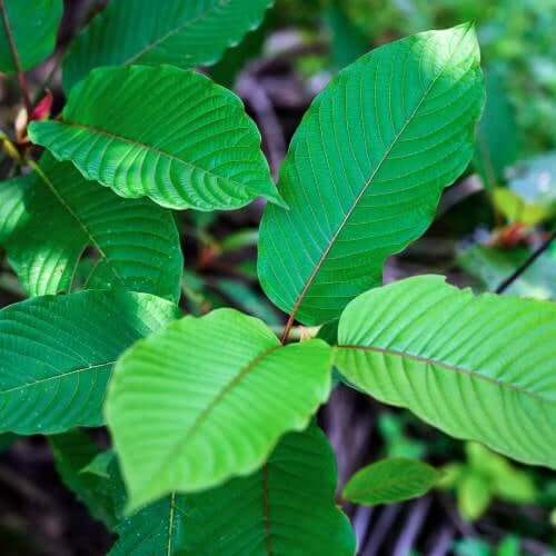 Kratom