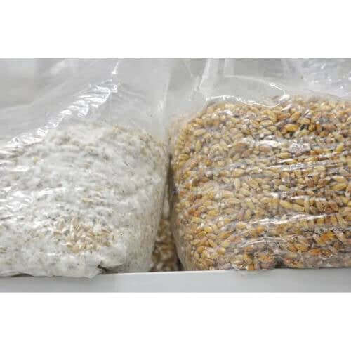 Mushroom seeds