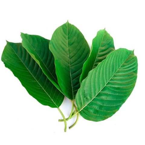 Kratom leaf