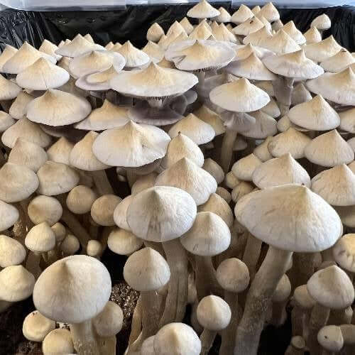 APE Revert Liquid Spores