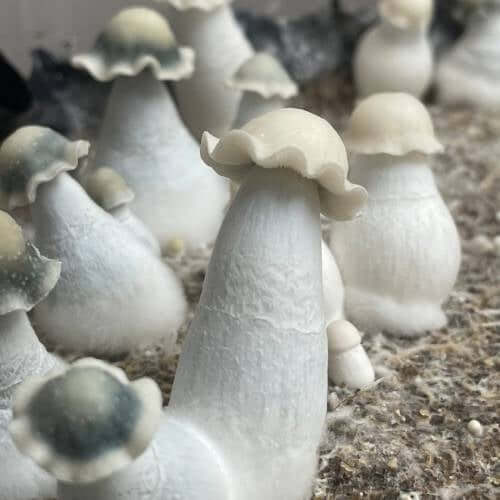 Albino Penis Envy Mushrooms