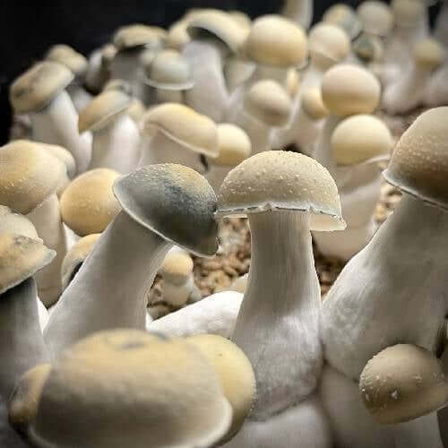 Albino Penis Envy Mushroom