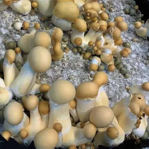 Albino Penis Envy Mushrooms