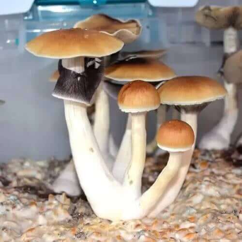 Blue Meanie Mushroom
