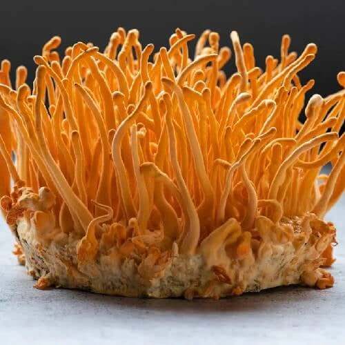 Cordyceps Mushroom