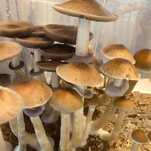 Golden Mammoth Liquid Spores