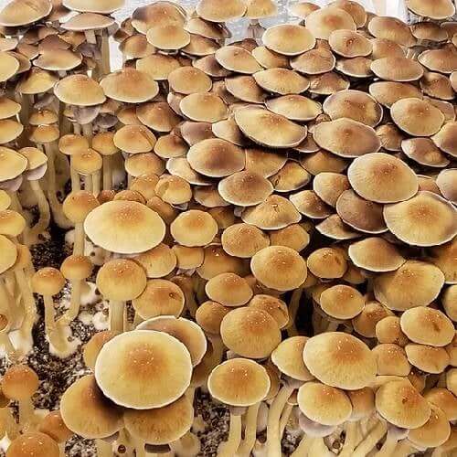 Golden Teacher mushrooms