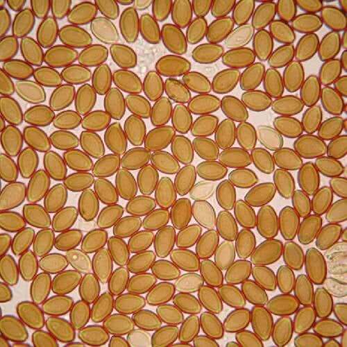 Golden Teacher Spores