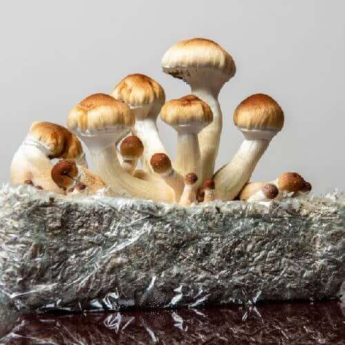 Golden Teacher mushrooms