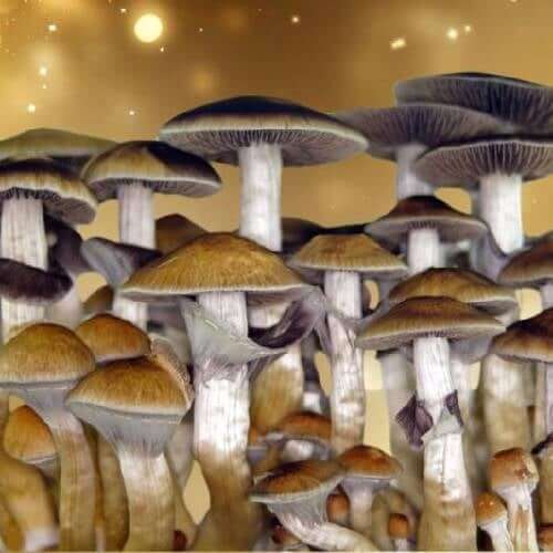 Golden Teacher Spores
