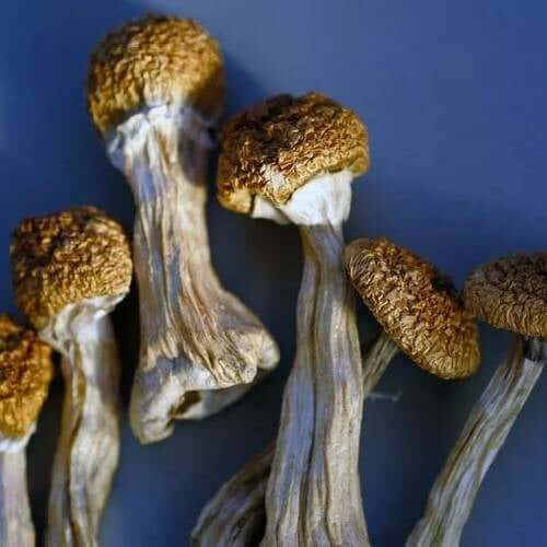 Golden Teacher Mushrooms