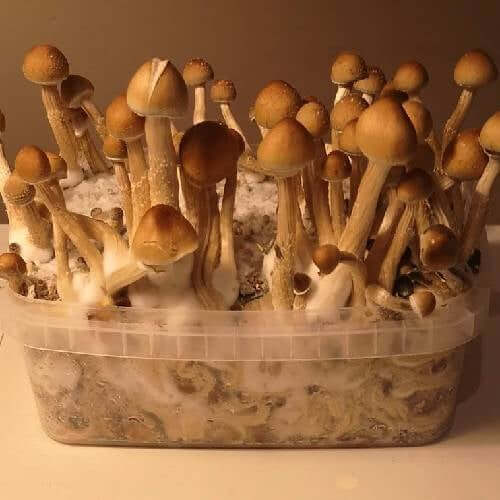 Mushrooms