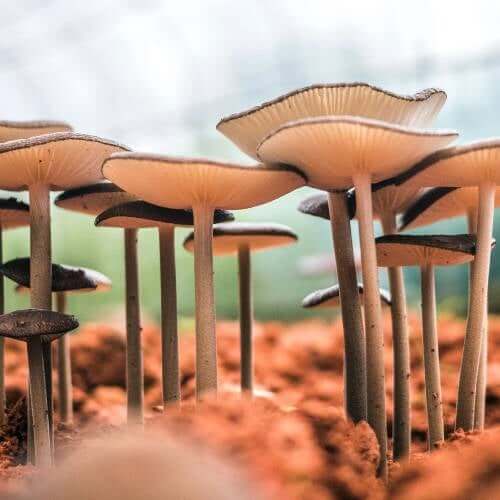 Growing Mushrooms