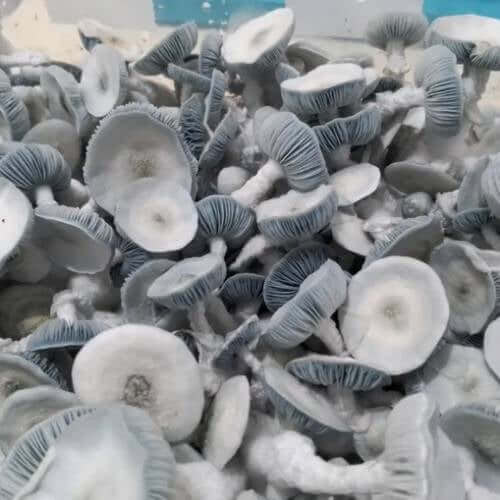 Jack Frost Mushroom Spores