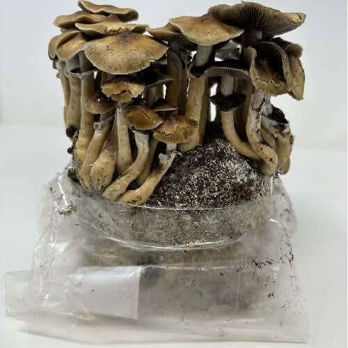 Mushroom Growing