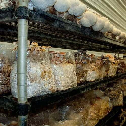 Mushrooms in Bulk