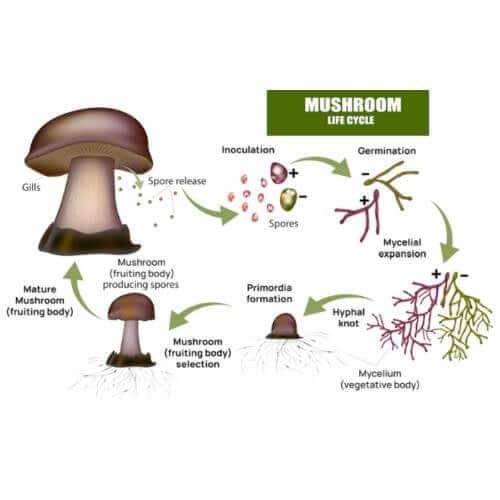 Mushroom Life Cycle